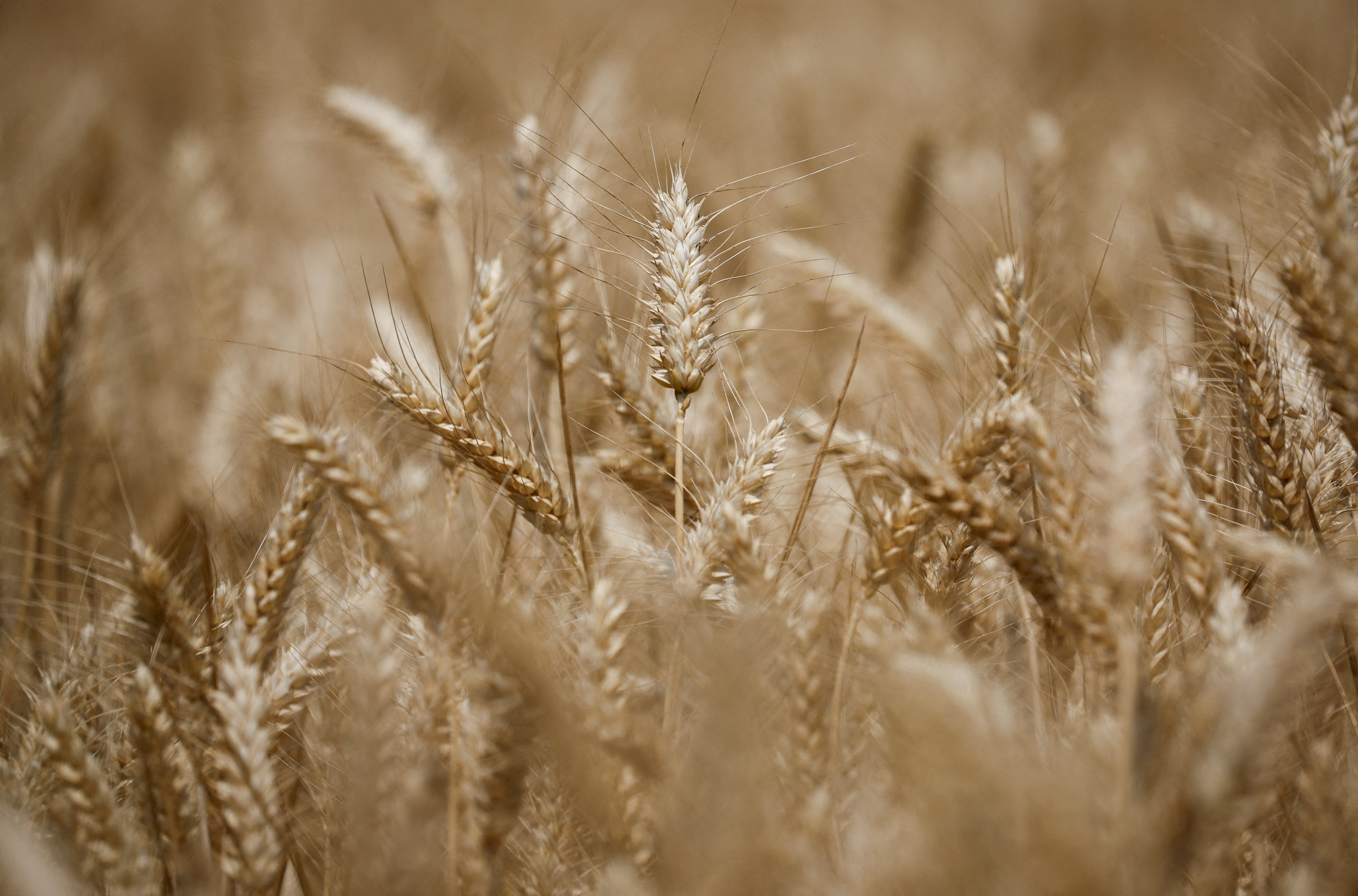 Espigas de trigo en los campos de Montbel