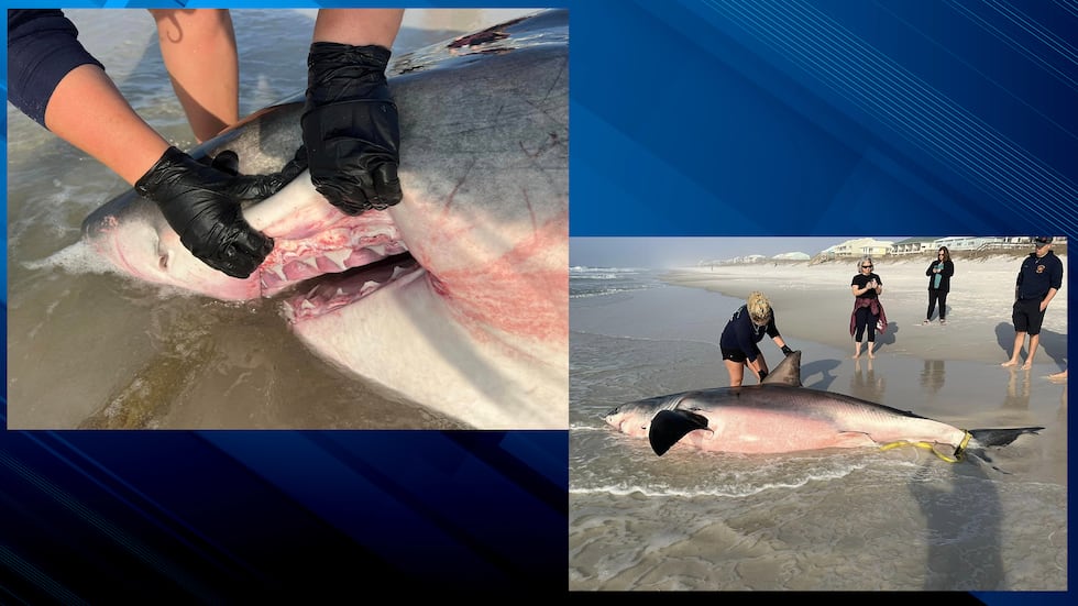 Un gran tiburón blanco muerto, posiblemente preñado, apareció el viernes en una playa de Navarra.  (educado:...