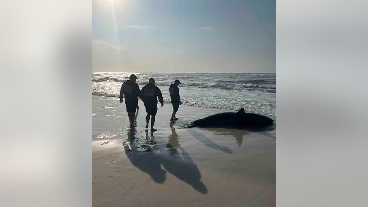 El cuerpo del fallecido Dabai fue retirado.