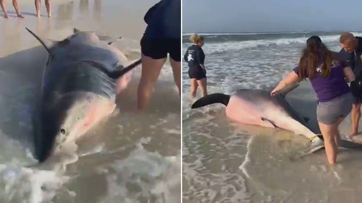 Las autoridades investigan el gran tiburón blanco muerto en la playa