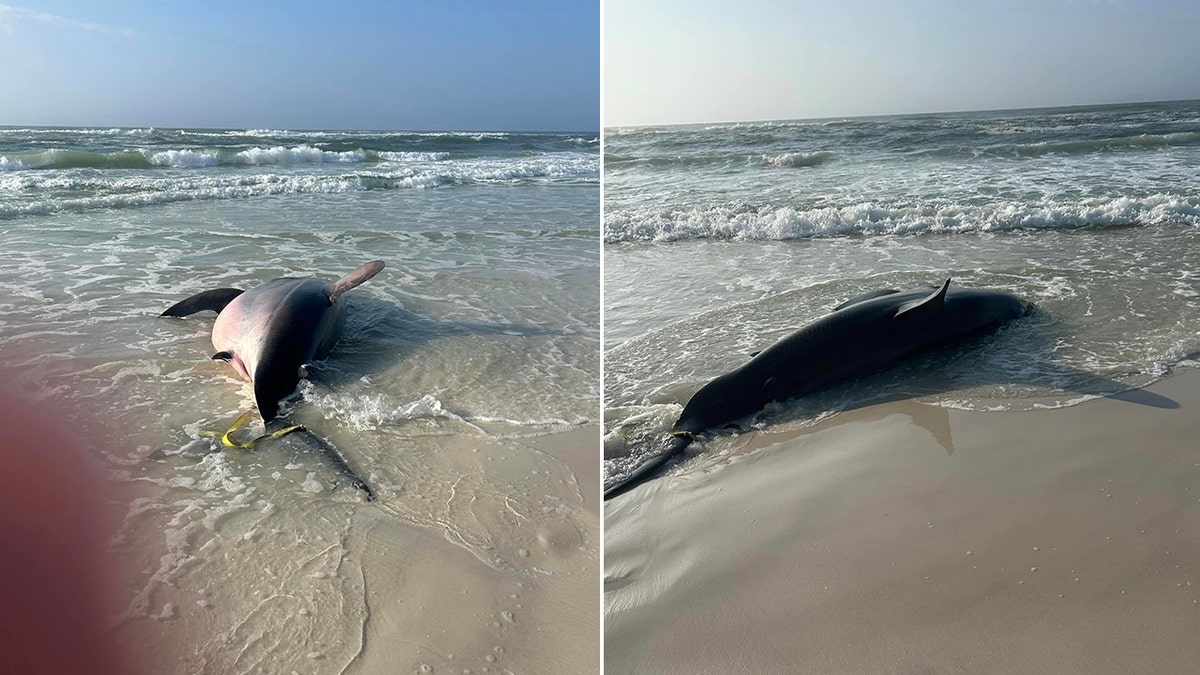 Gran tiburón blanco muerto en la playa