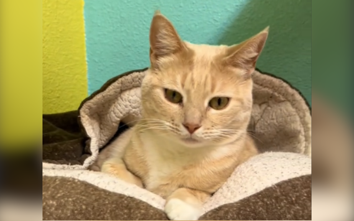 La gata del refugio Tilda necesita un hogar.