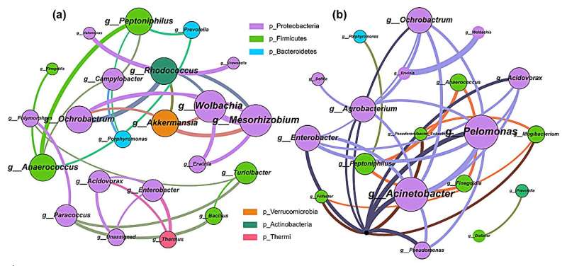 Análisis de red de coabundancia microbiana vaginal en hembras y controles. El color del nodo representa diferentes filos, el tamaño del nodo representa el grado del nodo, la línea de conexión representa la interacción entre géneros y el ancho de la línea de conexión representa la correlación. Fuente de la imagen: Open Life Sciences (2024). DOI: 10.1515/biol-2022-0850 Un simple hisopo vaginal podría diagnosticar cáncer ginecológico en etapa temprana
