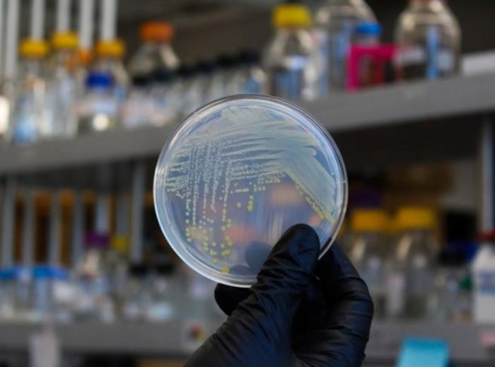 Los investigadores utilizan vitaminas para decodificar interacciones complejas en el microbioma del suelo