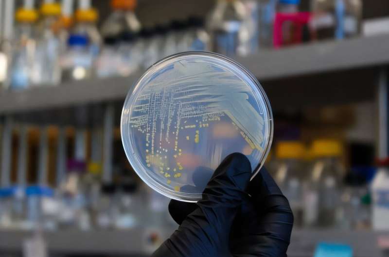 Los investigadores utilizan vitaminas para decodificar interacciones complejas en el microbioma del suelo