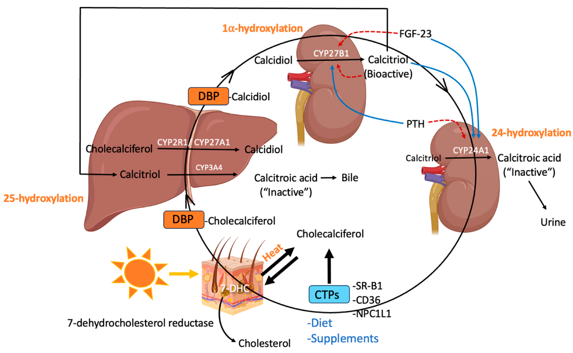 Síntesis, transporte y metabolismo de la vitamina D en todo el cuerpo (creado usando BiorRender): 7-Dehidrocolesterol (7-DHC), proteínas de unión al colesterol (CTPS), SCANGER receptor de clase B (SR-BI), Niemann-Pick C1-Like 1 (NPC1L1), Protein de unión a vitamina D (DBPP) (DBPP), FIBROBLAST-LIKE-LIKE 1, FOCTORNE, FIBROBLAS. (FGF) -23 (FGF-23), hormona paratiroidea (PTH).