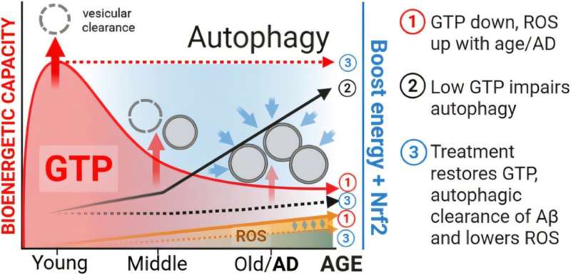 Resumen gráfico. Crédito: Geroscience (2025). doi: 10.1007/s11357-025-01786-4 Los investigadores encuentran que los compuestos naturales se utilizan para la limpieza del cerebro