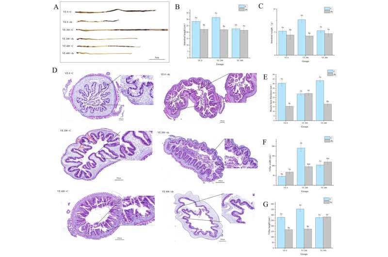 Effects of vitamin E (VE) on the intestinal morphology parameters in sea cucumbers (Apostichopus japonicus). (A) Intestinal morphology; (B) intestinal length; (C) intestinal weight; (D) intestinal tissue sections; (E) muscle layer thickness; (F) villus width; (G) villus height. Data are presented as mean ± SD (n = 3). Different uppercase letters (A/B) indicate statistically significant differences before and after Nodal knockdown at the same VE level (p < 0.05). Different lowercase letters (a/b/c) indicate significant differences among different VE levels (p < 0.05). Credit: Biology (2025). DOI: 10.3390/biology14081008 Vitamin E significantly improves immune function in sea cucumbers, according to new study